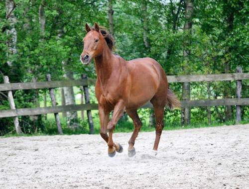 Osteopathie - Femke Postma Equine Osteopathie