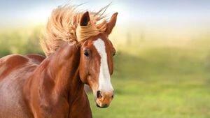 Femke Postma Equine Osteopathie