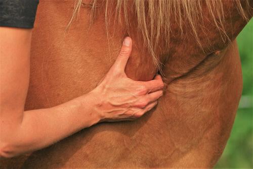 Femke Postma Equine Osteopathie