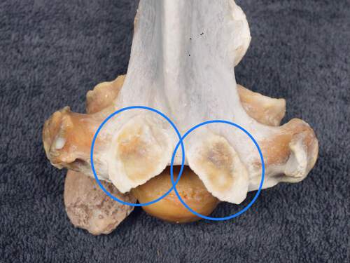 Osteopathie - Femke Postma Equine Osteopathie